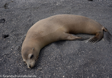 Galapagos-Tiere61.jpg